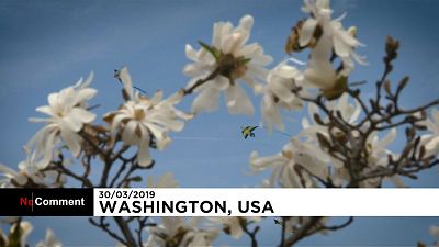 Les cerfs-volants à l'assaut du ciel de Washington