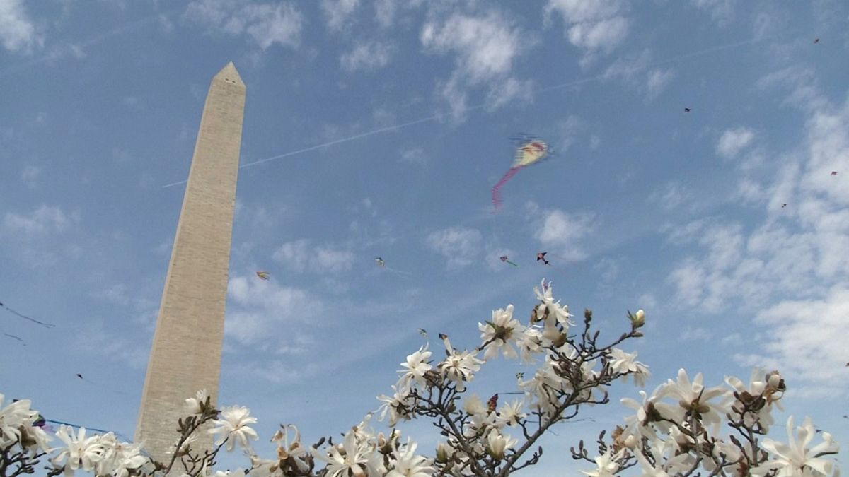 Kites fly over Washington Monument in D.C, cherry trees in full bloom