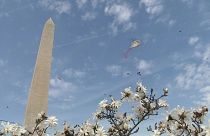 Kites fly over Washington Monument in D.C, cherry trees in full bloom