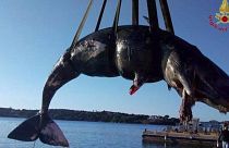 Italia: encuentran ballena muerta con 22 kilos de plástico en su estómago