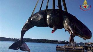 Sperm whale washes up dead near Sardinia with 22 kilograms of plastic in its stomach