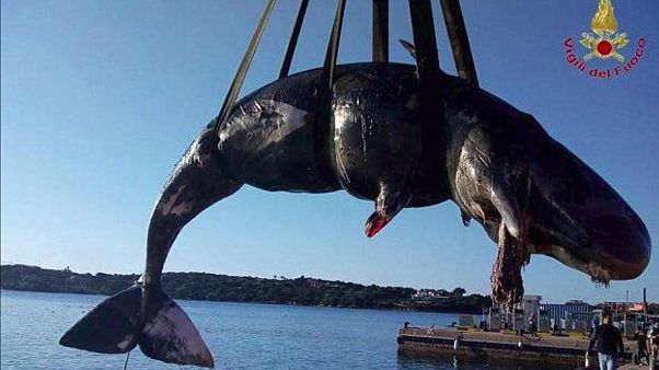 Italia: encuentran ballena muerta con 22 kilos de plástico en su estómago Italia: encuentran ballena muerta con 22 kilos de plástico en su estómago