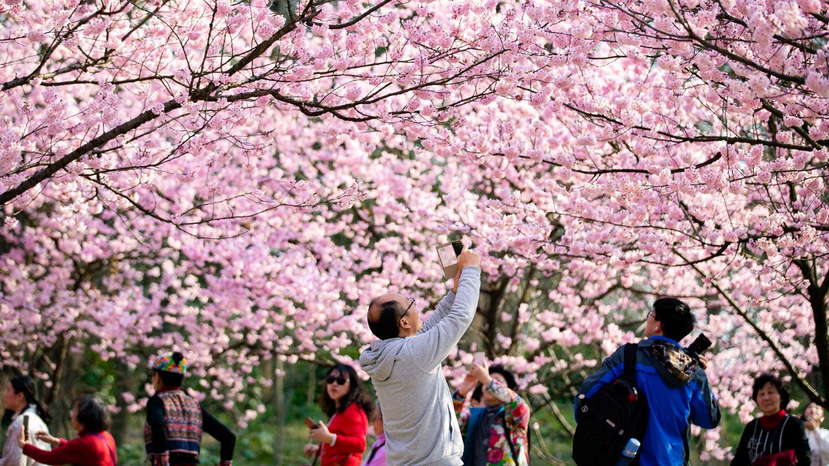جلوه بهاری مناظر چین با شکوفه های درختان