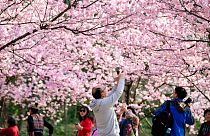 جلوه بهاری مناظر چین با شکوفه های درختان