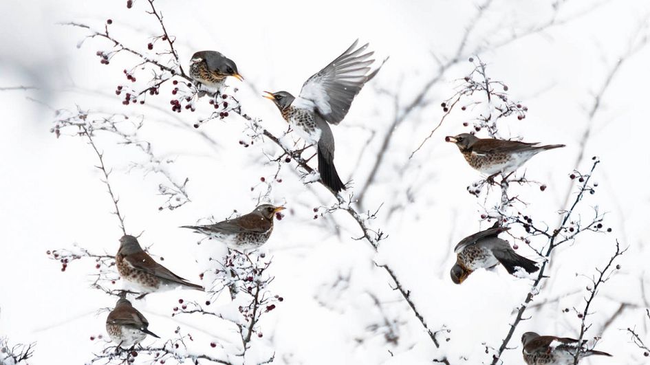 Wildlife photography:“It's not just about beautiful pictures”