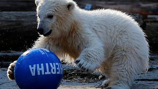 Der Tierpark nennt das kleine Eisbär-Baby Hertha