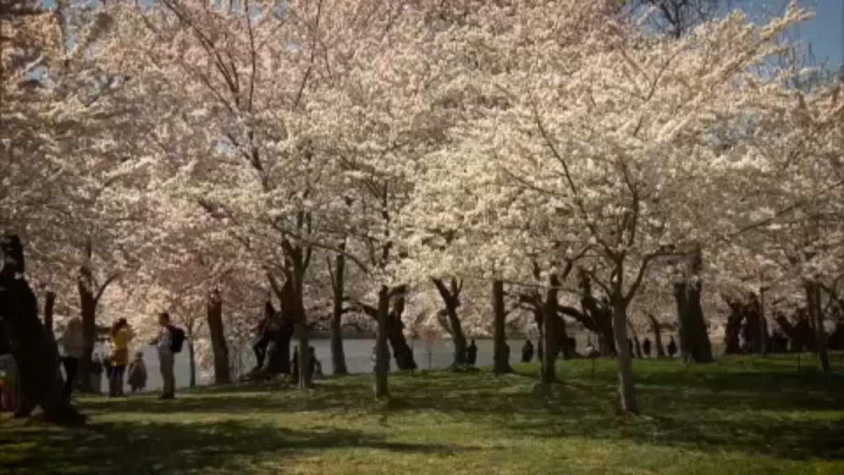 Cseresznyefákban gyönyörködnek Washingtonban
