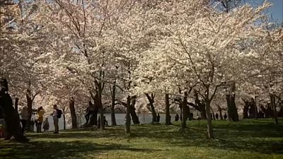 فرا رسیدن فصل شکوفه‌های گیلاس در واشنگتن