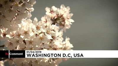 В Вашингтоне расцвела сакура