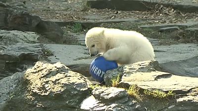 Urso polar Hertha brinca com a bola do seu clube