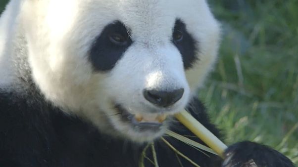 Streit um Chinas Panda-Diplomatie: Dänemark bekommt 2 Bären Streit um Chinas Panda-Diplomatie: Dänemark bekommt 2 Bären