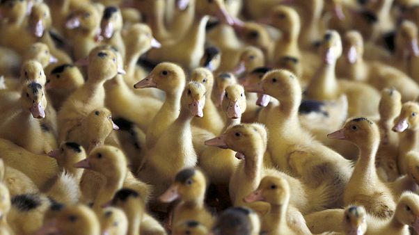 Bulgaristan'da yeni kuş gribi salgını Bulgaristan'da yeni kuş gribi salgını