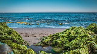 Seaweed can save the planet from plastic waste