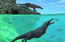 Peru'da 'yürüyen ve yüzebilen' 4 ayaklı balina fosili keşfedildi