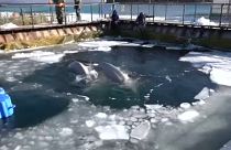 Rússia promete libertar cem baleias