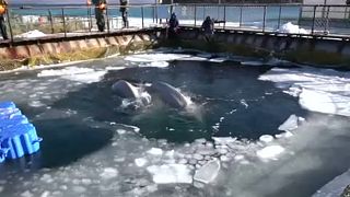 Rússia promete libertar cem baleias