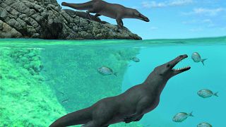 صورة توضيحية لحوت برمائي ب 4 أرجل عاش في البحر والبر قبل نحو 43 مليون عام