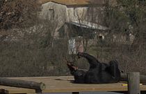 Un hogar feliz para chimpancés maltratados