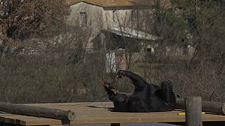 Un hogar feliz para chimpancés maltratados