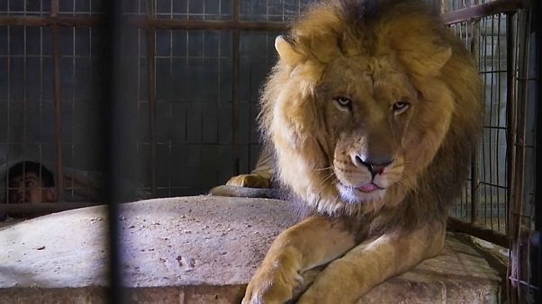 Les pensionnaires du zoo de Rafah évacués vers la Jordanie Les pensionnaires du zoo de Rafah évacués vers la Jordanie