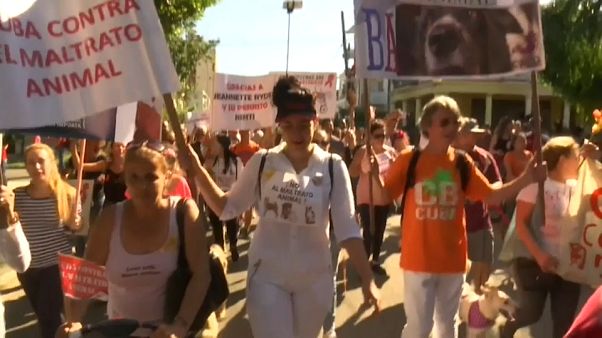 Marcha en La Habana para pedir una ley contra el maltrato animal Marcha en La Habana para pedir una ley contra el maltrato animal