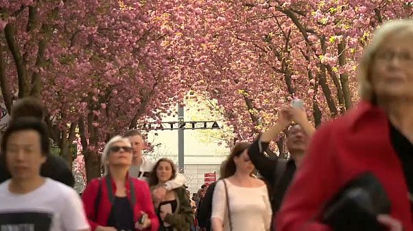The bloom can last up to two weeks, depending on weather conditions The bloom can last up to two weeks, depending on weather conditions