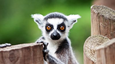 Why would you do yoga with lemurs? 