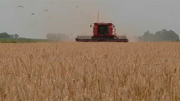 Европе не хватает хлеба Европе не хватает хлеба