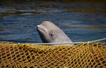 Facility where nearly 100 whales are held captive, 7 April 2019
