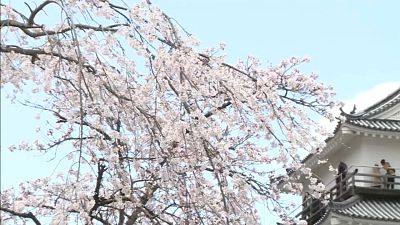 شکوفه‌های گیلاس در شهر شیروئیشی ژاپن