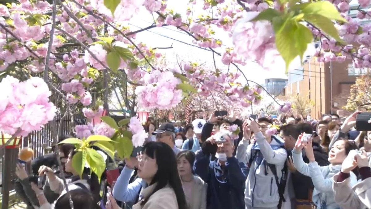 Osaka: Kirschblüte mal 338