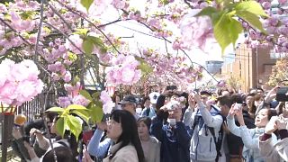 Nagy tömeg csodálta a japán pénzverde kertjének több száz cseresznyefáját 