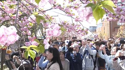 Nagy tömeg csodálta a japán pénzverde kertjének több száz cseresznyefáját
