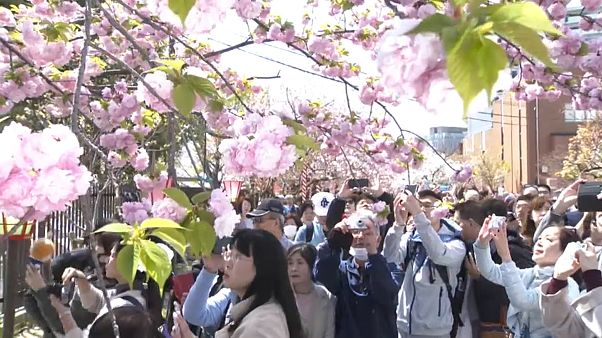 Le «hanami» d'Osaka, un rituel vieux de 130 ans Le «hanami» d'Osaka, un rituel vieux de 130 ans
