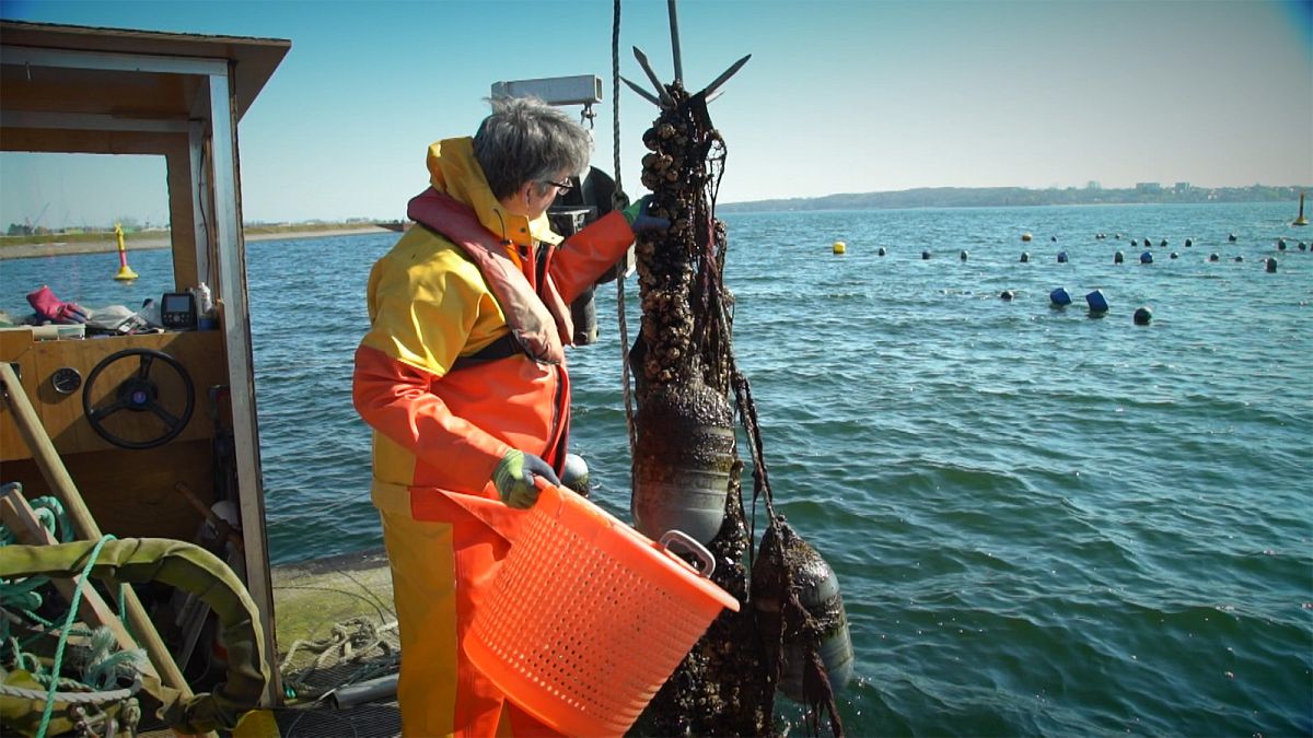 Des moules s'attaquent à la pollution en mer Baltique
