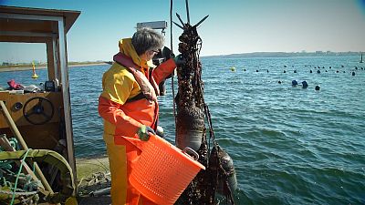  Mussel farms fight against pollution in the Baltic; one of the most polluted seas in the world