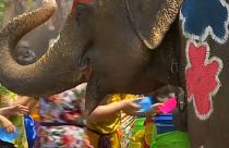 The elephants are painted with brightly coloured flowers for the occasion
