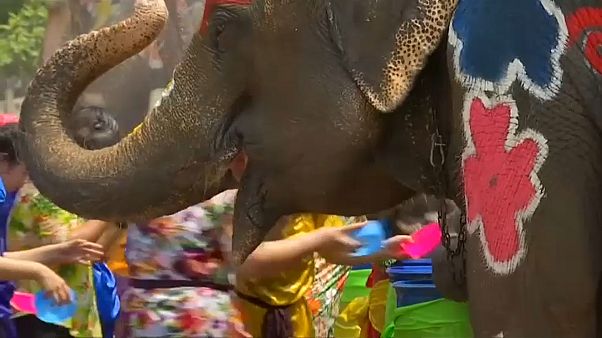 The elephants are painted with brightly coloured flowers for the occasion The elephants are painted with brightly coloured flowers for the occasion