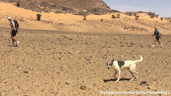 Hund Cactus läuft Marathon in der Sahara Hund Cactus läuft Marathon in der Sahara