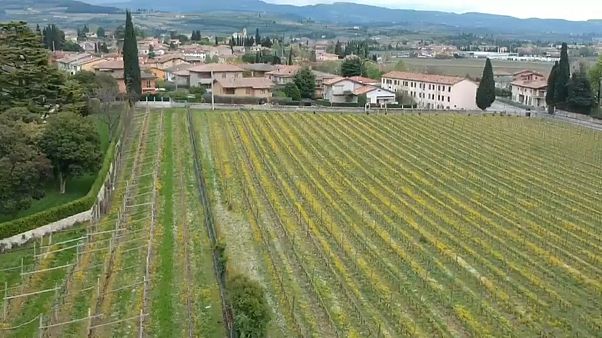 Sur la route des européennes : le Brexit menace-t-il le vin italien ? Sur la route des européennes : le Brexit menace-t-il le vin italien ?