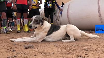 Marathon des Sables: Meet Cactus the dog who just ran one of the world’s toughest races