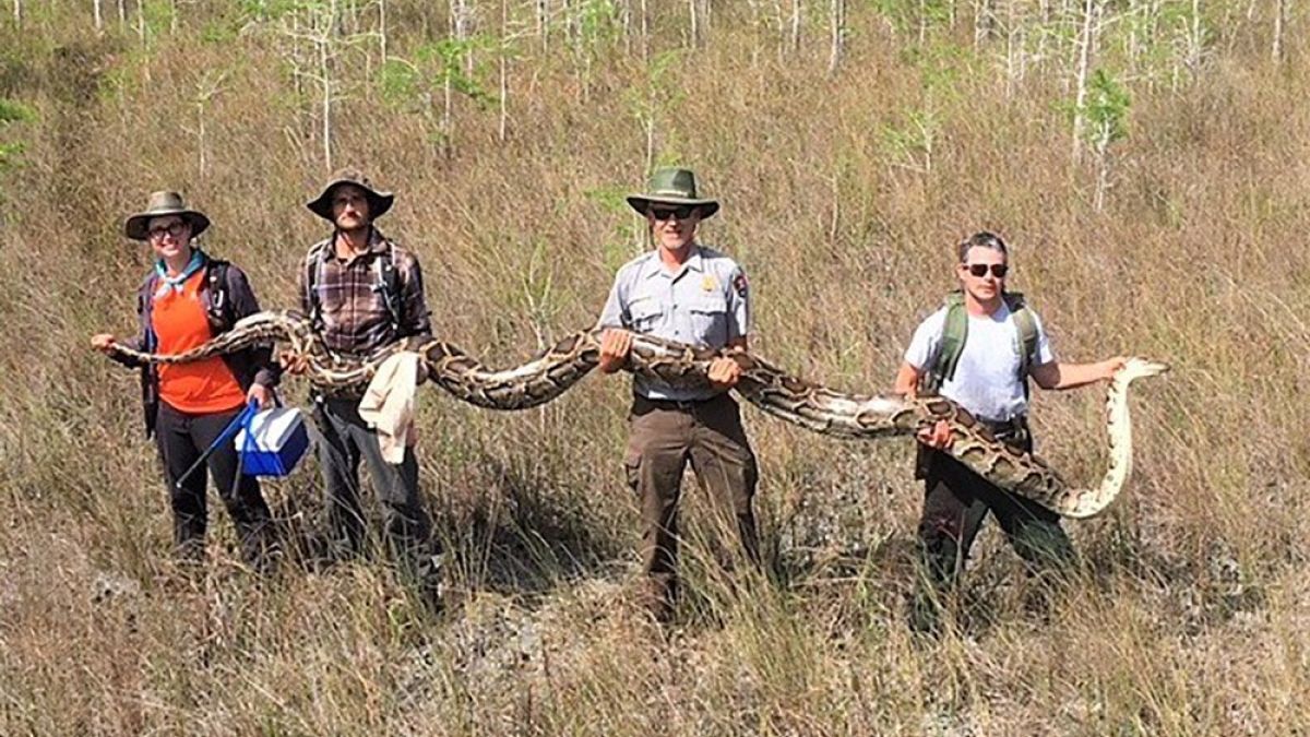 ABD'nin Florida eyaletinde 5.2 metre uzunluğunda dev piton bulundu