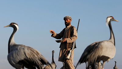 Video | Savaşın gölgesinde ayakta tutulmaya çalışılan meslekler: Bir Afgan avcının turna avı