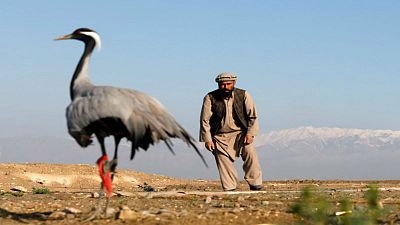 صياد أفغاني يحاول الامساك بطائر من فصيلة الكركي