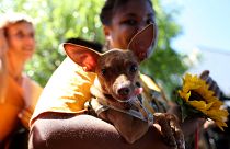 حمایت از حقوق حیوانات بیش از همیشه به یک امر سیاسی در اروپا تبدیل شده است