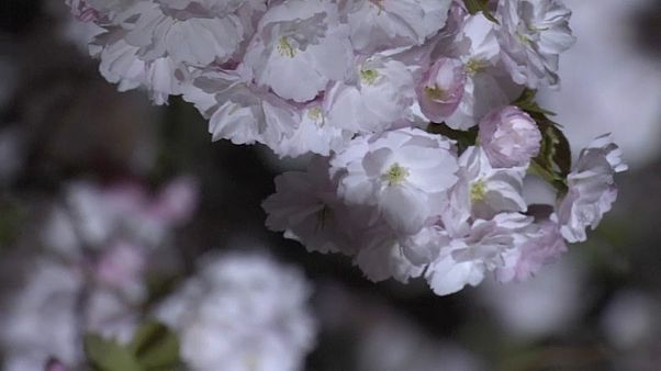 Tokio: Kirschblüten im Mondschein Tokio: Kirschblüten im Mondschein
