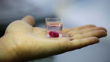 Científicos israelíes crean el primer corazón en 3D con tejido humano Científicos israelíes crean el primer corazón en 3D con tejido humano