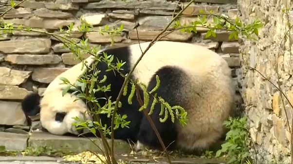 Panda für Wien Panda für Wien