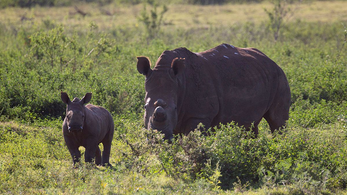 جنوب أفريقيا تضبط شحنة كبيرة من قرون وحيد القرن كانت متجهة إلى خارج البلاد