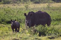 جنوب أفريقيا تضبط شحنة كبيرة من قرون وحيد القرن كانت متجهة إلى خارج البلاد